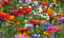 MÉLANGES DE FLEURS