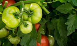 LÉGUMES