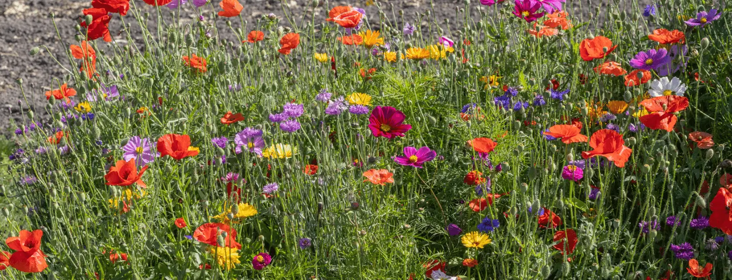 EconSeeds 2026 Assortiment de Variétés