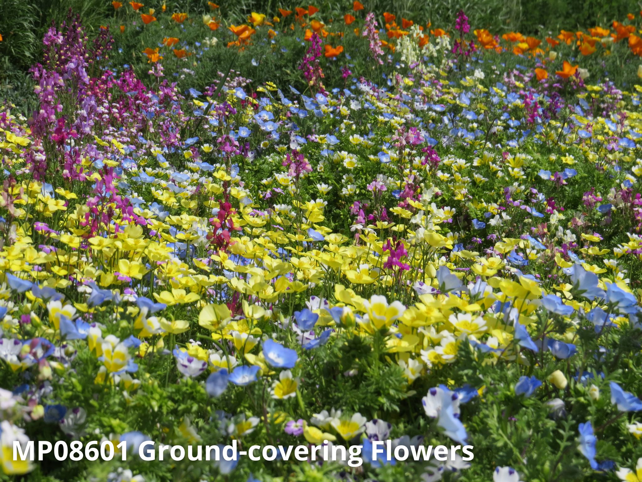 Semis d’automne : un levier technique pour des floraisons plus précoces et durables